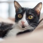 Kaip pasirinkti tinkamą kraiką savo katei